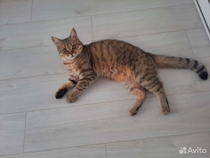Кошка в дар бесплатно