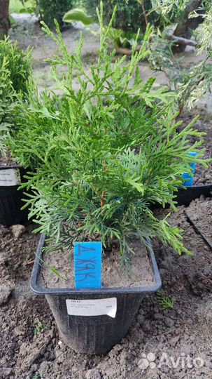 Туя смарагд саженцы