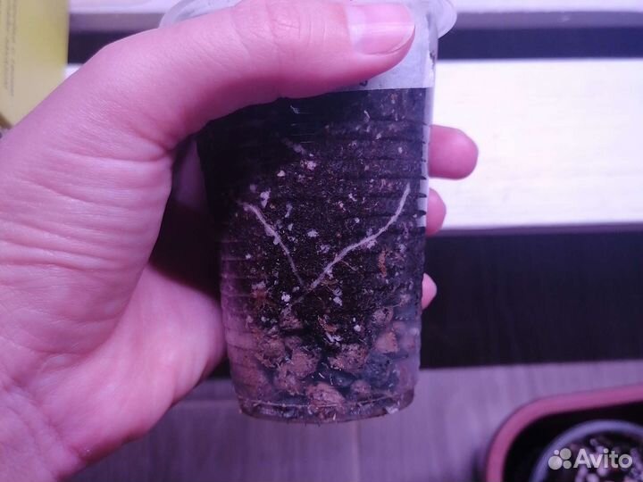 Алоказия Cuprea Red