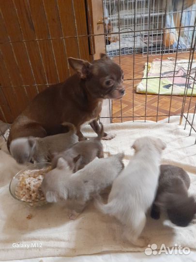 Два мальчика мини