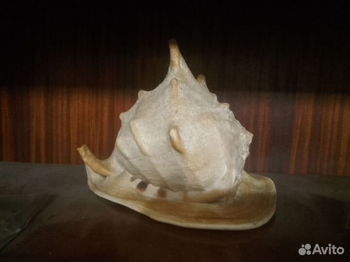 Морская раковина Средиземного моря