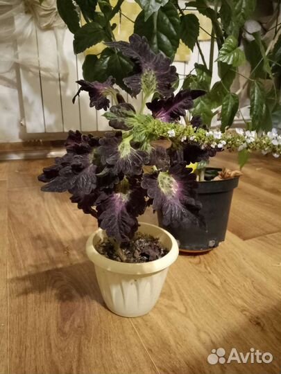 Цветы бесплатно