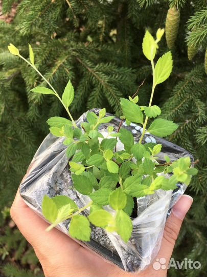 Спирея литл принцесс