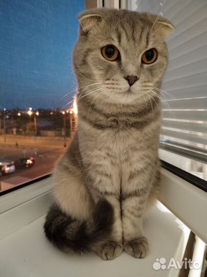 Британский кот