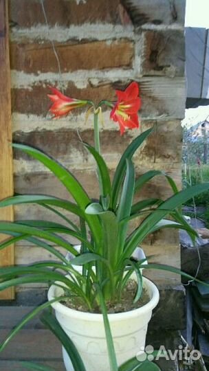 Амариллис