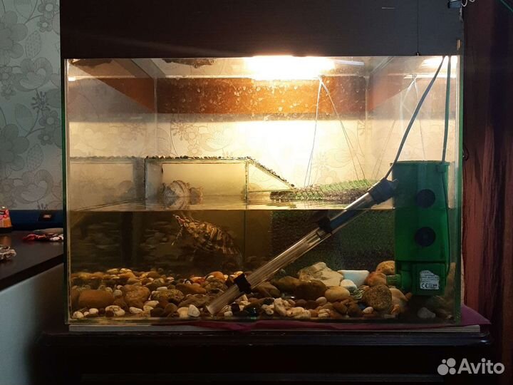 Террариум с двумя красноухими черепахами