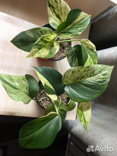 Сциндапсус Марбл Квин