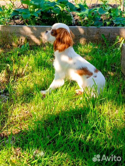 Спаниель королевский Кавалер