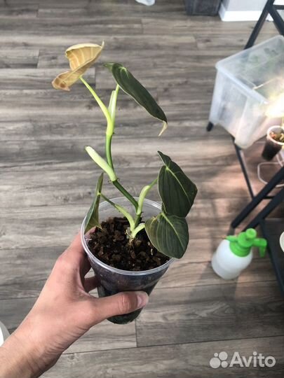 Филодендрон меланохризум