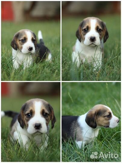 Щенки Бигля