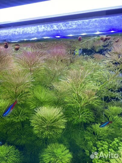 Перистолистник матогросский красный