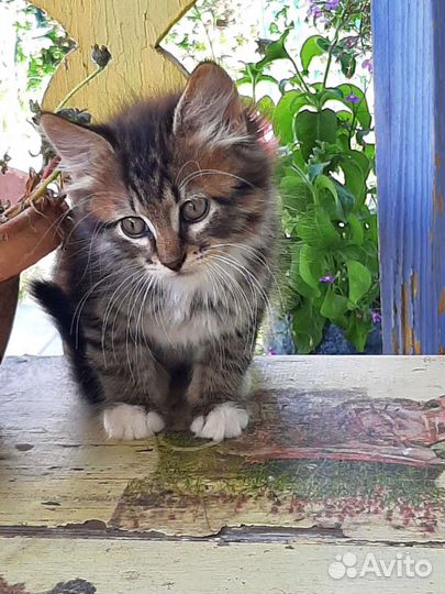 Котята в добрые руки бесплатно