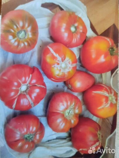 Рассада помидор