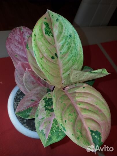 Аглаонемы/Диффенбахия