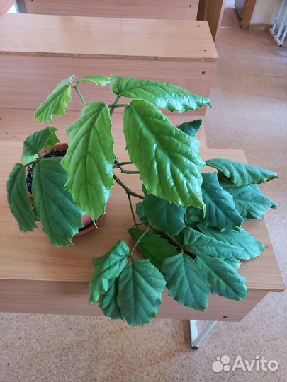 Продаю тетрастигму Вуанье