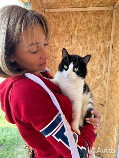 Кот из приюта в добрые руки