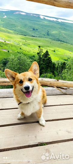 Мальчик корги пемброк