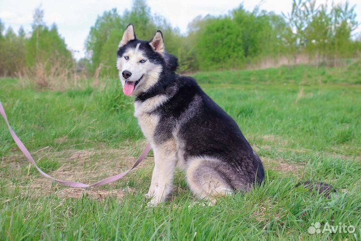 Солист в Добрые Руки