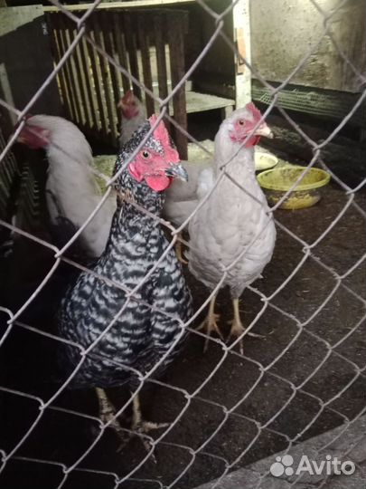 Молодые петухи