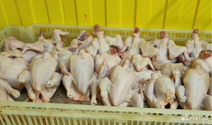 Цыплята корнишоны, цыпленок табака