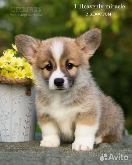 Щенки Вельш Корги Пемброк