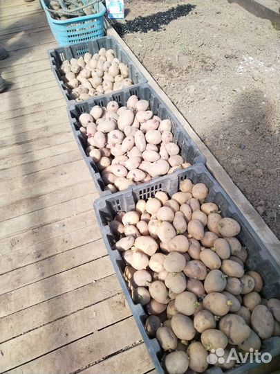 Семенной картофель