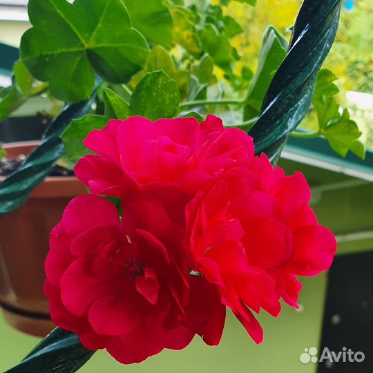 Пеларгония герань