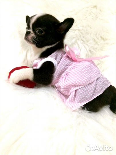 Щенки чихуахуа миниатюрные