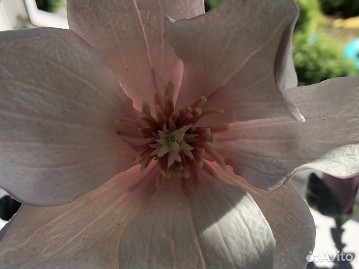 Бонсай Магнолия