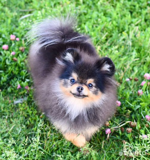 Померанский шпиц