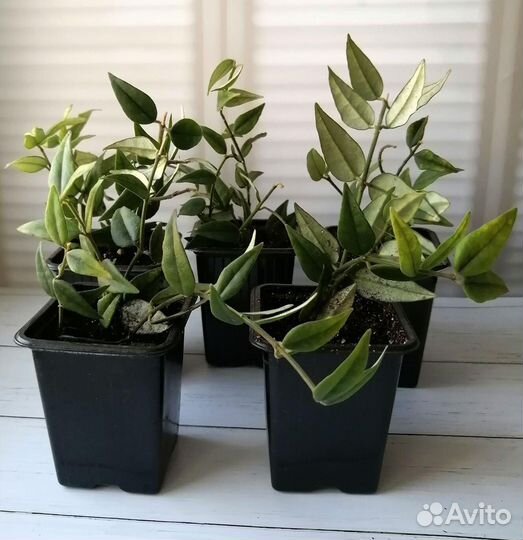 Комнатные растения