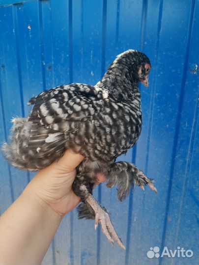 Курочки, петух, цыплята мехеленской кукушки