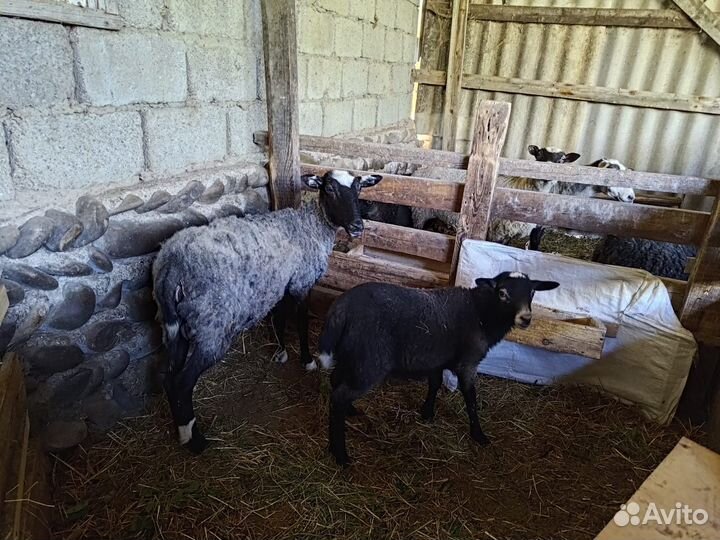 Овцы бараны ягнята