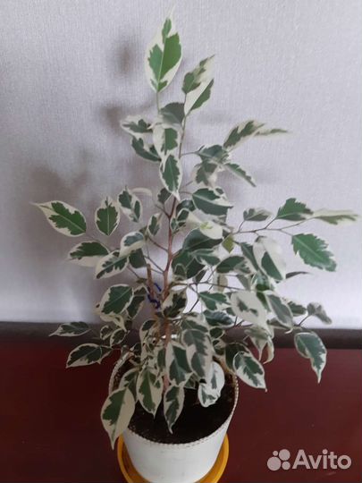 Фикусы разные