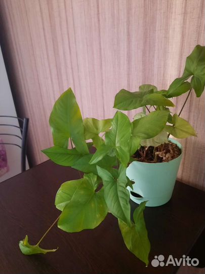 Сингониум комнатные цветы