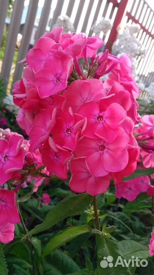 Флоксы, многолетники