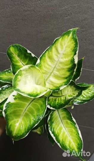 Диффенбахия кул бьюти