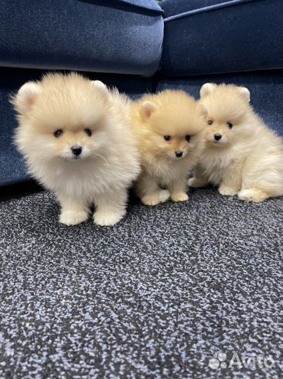 Щенки померанского шпица