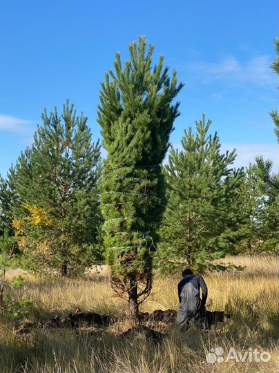 Ель голубая с доставкой