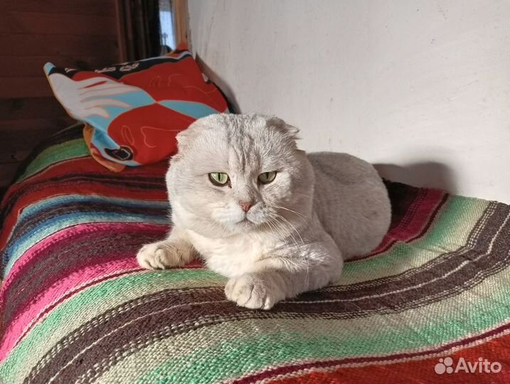 Котёнок (девочка)