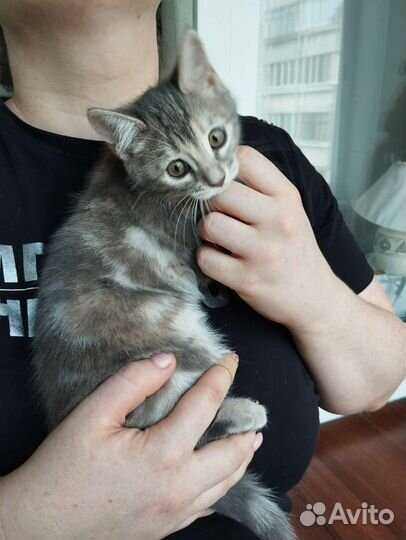Котенок девочки в добрые руки