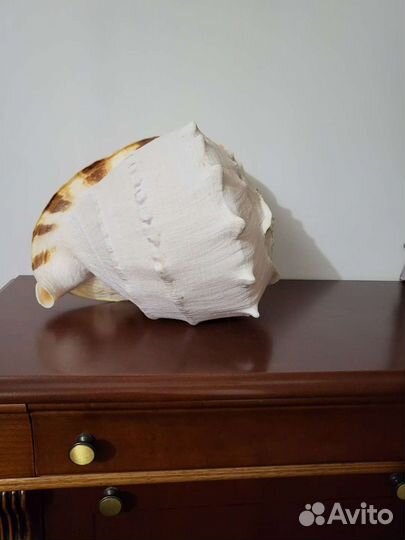 Ракушка морская большая