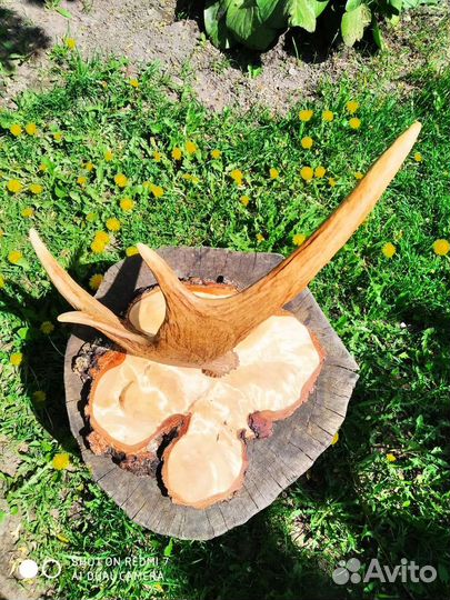 Рог лося на медальоне