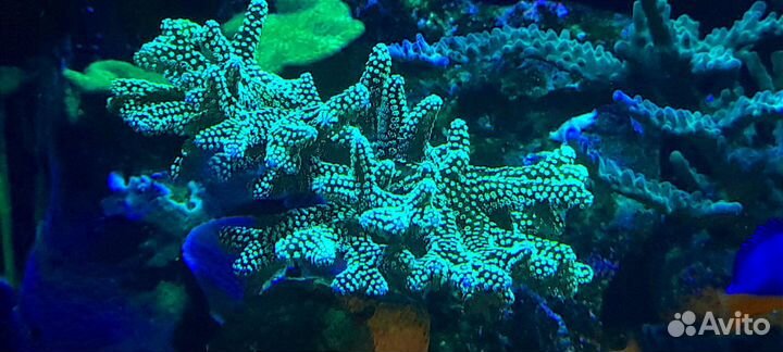 Кораллы для морского аквариума