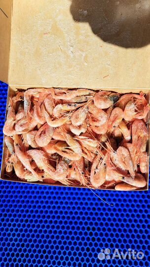 Северная креветка