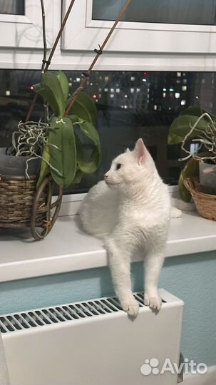 Кот на вязку