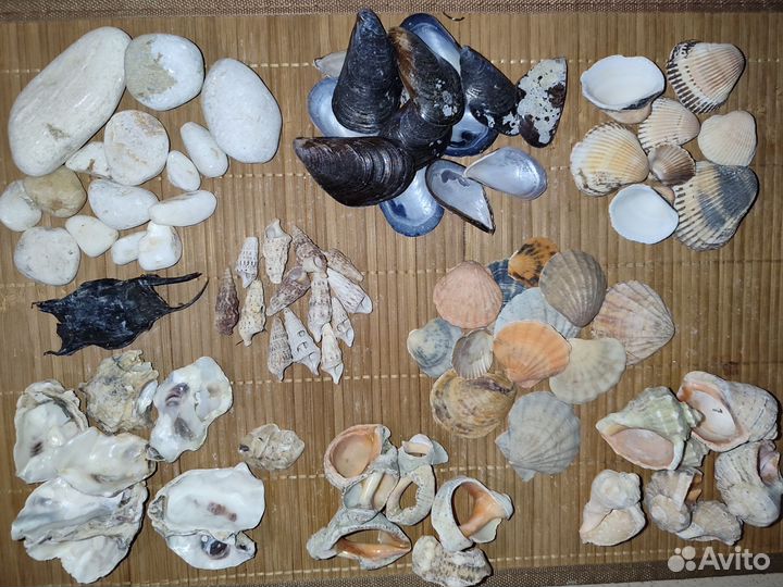 Ракушки, пемза