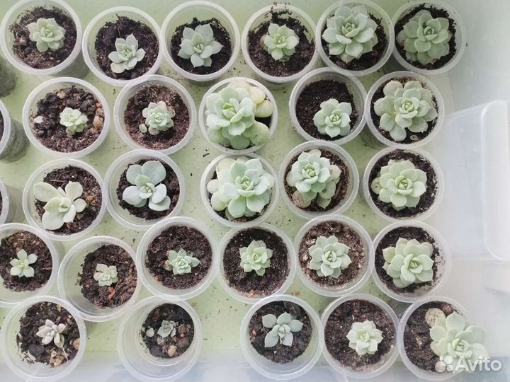 Флорариум суккуленты, суккуленты, ехеверия