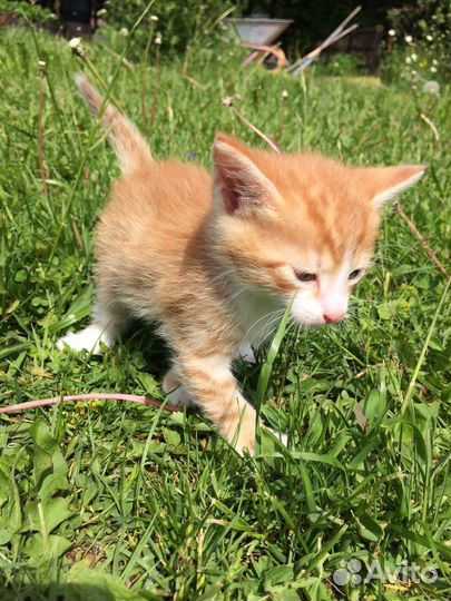 Котята от кошки крысоловки