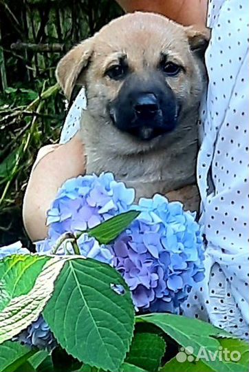 Отдам В добрые руки щенков